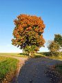 Herbst